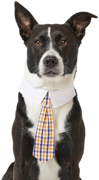 Frisco Plaid Dog & Cat Neck Tie, Orange & Blue 3 Frisco Plaid Dog & Cat Neck Tie, Orange & Blue