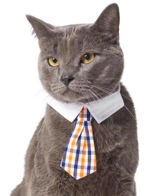 Frisco Plaid Dog & Cat Neck Tie, Orange & Blue 5 Frisco Plaid Dog & Cat Neck Tie, Orange & Blue - Image 3