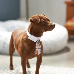 Frisco Plaid Dog & Cat Neck Tie, Orange & Blue 11 Frisco Plaid Dog & Cat Neck Tie, Orange & Blue -FRISCO Sales 248737 PT7. SY630 V1614366222