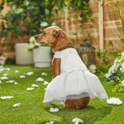 Frisco Formal Dog Wedding Dress -FRISCO Sales 248743 PT7. SY630 V1614118361