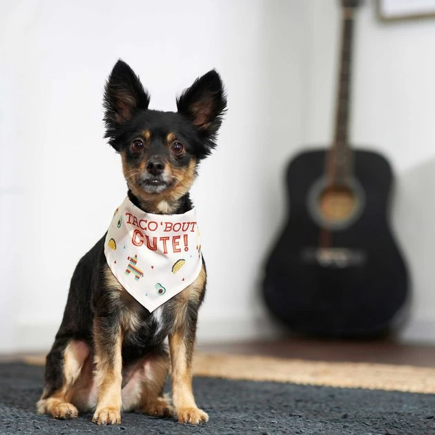 Frisco Taco 'Bout Cute Dog & Cat Bandana 7 Frisco Taco 'Bout Cute Dog & Cat Bandana - Image 5