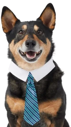 Frisco Stripes Dog & Cat Neck Tie