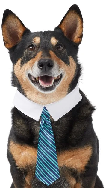 Frisco Stripes Dog & Cat Neck Tie 3 Frisco Stripes Dog & Cat Neck Tie