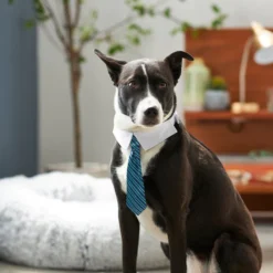 Frisco Stripes Dog & Cat Neck Tie 11 Frisco Stripes Dog & Cat Neck Tie -FRISCO Sales 249301 PT7. SY630 V1614658926