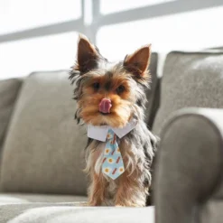 Frisco Brunch Dog & Cat Neck Tie -FRISCO Sales 249305 PT7. SY630 V1614274998