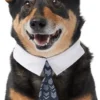 Frisco Boho Dog & Cat Neck Tie -FRISCO Sales 249307 MAIN. SY630 V1614274643