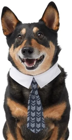 Frisco Boho Dog & Cat Neck Tie