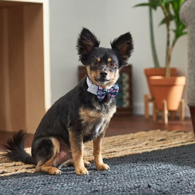 Frisco Floral Dog & Cat Bow Tie 6 Frisco Floral Dog & Cat Bow Tie - Image 4