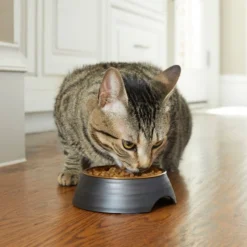 Frisco Matte Black Design Light Copper Stainless Steel Dog & Cat Bowl -FRISCO Sales 253050 PT2. SY630 V1616597804