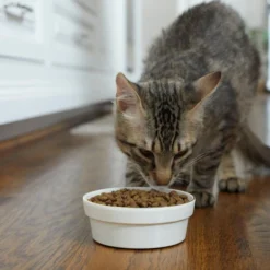 Frisco Gold Trim Melamine Dog & Cat Bowl, Cream -FRISCO Sales 253062 PT2. SY630 V1616595766