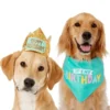 Frisco Happy Birthday Dog & Cat Crown & Frisco Dog & Cat Birthday Bandana, One Size -FRISCO Sales 255521 MAIN. SY630 V1603716088