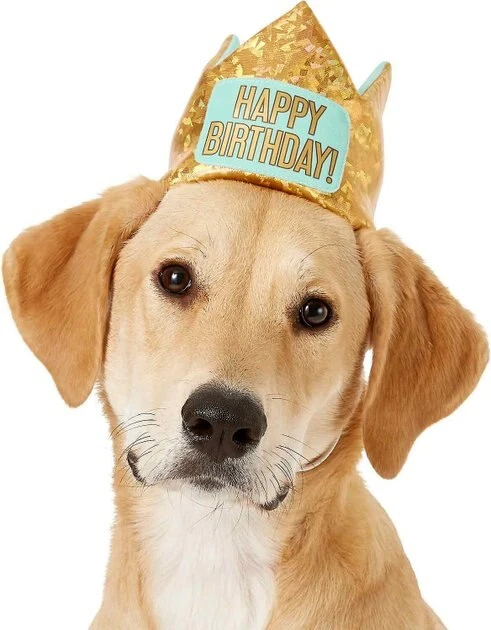 Frisco Happy Birthday Dog & Cat Crown & Frisco Dog & Cat Birthday Bandana, One Size 4 Frisco Happy Birthday Dog & Cat Crown & Frisco Dog & Cat Birthday Bandana, One Size - Image 2