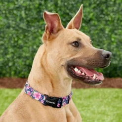 Frisco Midnight Floral Dog Leash & Frisco Midnight Floral Dog Collar -FRISCO Sales 255571 PT4. SY630 V1603545402