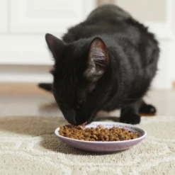 Frisco Kaleidoscope Pattern Non-skid Ceramic Cat Dish, Purple, 0.62 Cup -FRISCO Sales 256088 PT2. SY630 V1616167026