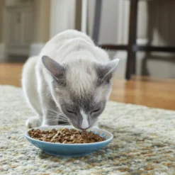 Frisco Kaleidoscope Pattern Non-skid Ceramic Cat Dish, Blue, 0.62 Cup -FRISCO Sales 256092 PT2. SY630 V1616167031