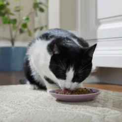 Frisco Paris Non-skid Ceramic Cat Dish, 0.62 Cup -FRISCO Sales 256115 PT4. SY630 V1618494758