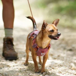 Frisco Outdoor Lightweight Ripstop Nylon Dog Harness -FRISCO Sales 256455 PT5. SY630 V1625585374