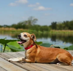 Frisco Outdoor Solid Textured Waterproof Stink Proof PVC Dog Collar -FRISCO Sales 256497 PT5. SY630 V1625585728