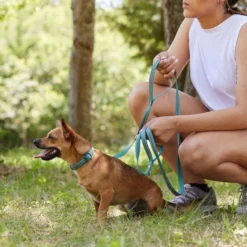 Frisco Outdoor Nylon Reflective Comfort Padded Dog Leash -FRISCO Sales 256678 PT5. SY630 V1625586524