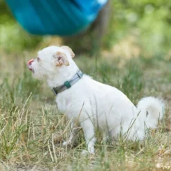 Frisco Outdoor Woven Jacquard Nylon Dog Collar 10 Frisco Outdoor Woven Jacquard Nylon Dog Collar -FRISCO Sales 256733 PT5. SY630 V1625587684