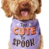 Frisco Too Cute to Spook Dog & Cat Bandana -FRISCO Sales 261098 MAIN. SY630 V1624305781