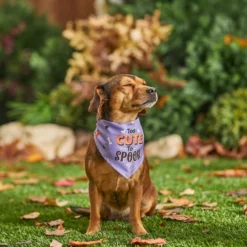 Frisco Too Cute to Spook Dog & Cat Bandana -FRISCO Sales 261098 PT8. SY630 V1624460903