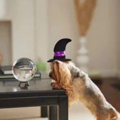 Frisco Midnight Witch Dog & Cat Hat -FRISCO Sales 261106 PT8. SY630 V1624339477