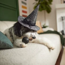 Frisco Cobweb Witch Dog & Cat Hat -FRISCO Sales 261109 PT8. SY630 V1624454622