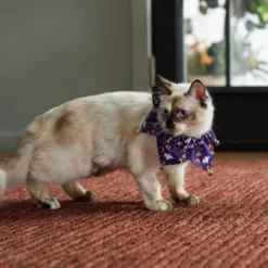 Frisco Spooky Halloween Cat Collar Ruffle, One Size -FRISCO Sales 261118 PT8. SY630 V1624306379