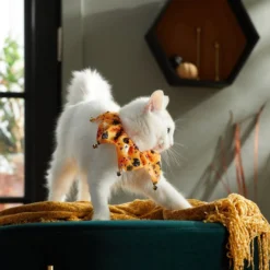 Frisco Whimsical Halloween Cat Collar Ruffle, One Size -FRISCO Sales 261120 PT8. SY630 V1624306105