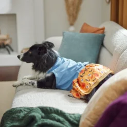 Frisco Chambray Halloween Dog & Cat Dress -FRISCO Sales 261165 PT8. SY630 V1624401787