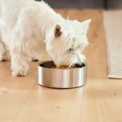 Frisco Insulated Non-Skid Flair Stainless Steel Dog & Cat Bowl, Stainless Steel 16 Frisco Insulated Non-Skid Flair Stainless Steel Dog & Cat Bowl, Stainless Steel -FRISCO Sales 261753 PT5. SY630 V1623937469