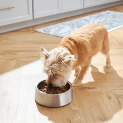 Frisco Insulated Non-Skid Stainless Steel Dog & Cat Bowl, Stainless Steel 19 Frisco Insulated Non-Skid Stainless Steel Dog & Cat Bowl, Stainless Steel -FRISCO Sales 261756 PT8. SY630 V1623937382