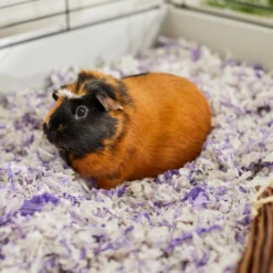 Frisco Small Pet Bedding, Lavender, 56-L -FRISCO Sales 263932 PT5. SY630 V1625587399