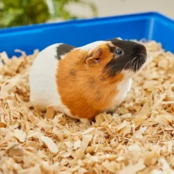 Frisco Aspen Wood Small Pet Bedding, 141-L -FRISCO Sales 263936 PT5. SY630 V1625586334