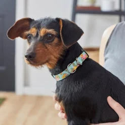 Frisco Tropics Dog Collar -FRISCO Sales 264058 PT3. SY630 V1616766751