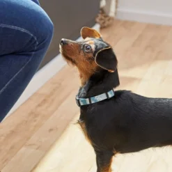 Frisco Blue Tie-Dye Dog Collar -FRISCO Sales 264076 PT3. SY630 V1616776089