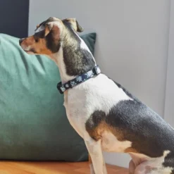 Frisco Evening Floral Dog Collar -FRISCO Sales 264085 PT3. SY630 V1616776141