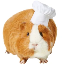 Frisco Chef Guinea Pig Costume Hat, One Size