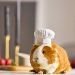 Frisco Chef Guinea Pig Costume Hat, One Size -FRISCO Sales 265887 PT8. SY630 V1624307877