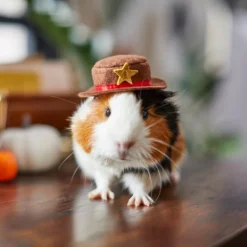 Frisco Cowboy Guinea Pig Costume Hat, One Size -FRISCO Sales 265889 PT8. SY630 V1624454639