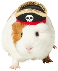 Frisco Pirate Guinea Pig Costume Hat, One Size