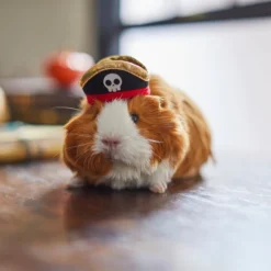 Frisco Pirate Guinea Pig Costume Hat, One Size -FRISCO Sales 265893 PT8. SY630 V1624336771