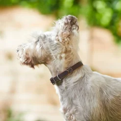 Frisco Top Grain Leather Collar -FRISCO Sales 266518 PT3. SY630 V1619535006