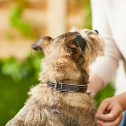 Frisco Two Tone Top Grain Leather Collar -FRISCO Sales 266526 PT3. SY630 V1619534946