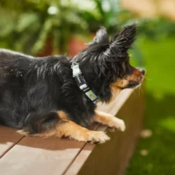 Frisco Ice Cream Party Dog Collar -FRISCO Sales 269469 PT3. SY630 V1619535824