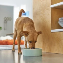 Frisco Modern Gold Rim Ceramic Dog & Cat Bowl -FRISCO Sales 270179 PT2. SY630 V1620762266