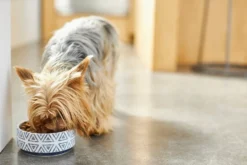 Frisco Tribal Aztec Non-skid Ceramic Dog & Cat Bowl -FRISCO Sales 270217 PT2. SY630 V1620762360