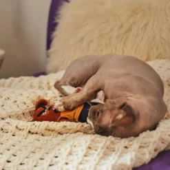 Frisco Halloween Good Bear, Bad Bear Reversible Plush Cat Toy with Catnip 9 Frisco Halloween Good Bear, Bad Bear Reversible Plush Cat Toy with Catnip -FRISCO Sales 270299 PT3. SY630 V1624817131