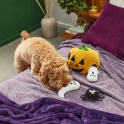 Frisco Halloween Jack-o-Lantern Hide & Seek Puzzle Plush Squeaky Dog Toy -FRISCO Sales 270492 PT3. SY630 V1624817005